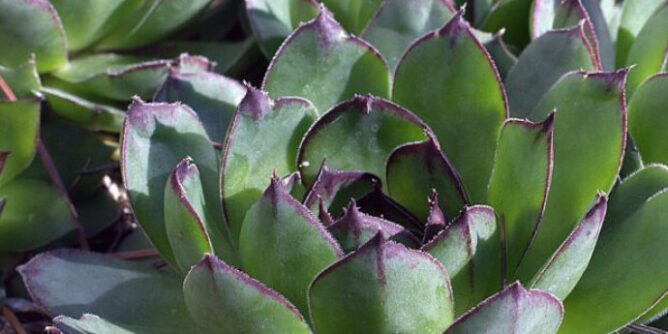 SVAKO JUTRO JE JELA SAMO 1 LIST ČUVARKUĆE: Rezultat poslije 30 dana iznenadio i ljekare SVAKO JUTRO JE JELA SAMO 1 LIST ČUVARKUĆE: Rezultat poslije 30 dana iznenadio i ljekare