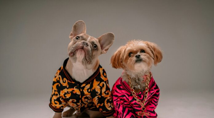 Tri pruge i četiri šape: Adidas lansirao novu kolekciju odeće, ali za ljubimce Tri pruge i četiri šape: Adidas lansirao novu kolekciju odeće, ali za ljubimce