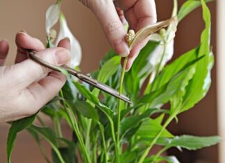 Trikovi o kojima vrtlari ćute: Uz ove korake vaše biljke će bujati kao nikad pre Trikovi o kojima vrtlari ćute: Uz ove korake vaše biljke će bujati kao nikad pre