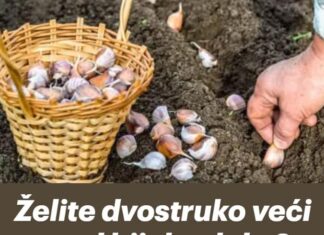 Želite dvostruko veći urod bijelog luka POSAJTE GA OVAKO u jesen, ništa više! Želite dvostruko veći urod bijelog luka POSAJTE GA OVAKO u jesen, ništa više!