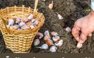 Želite dvostruko veći urod bijelog luka POSAJTE GA OVAKO u jesen, ništa više! Želite dvostruko veći urod bijelog luka POSAJTE GA OVAKO u jesen, ništa više!