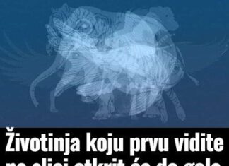 Životinja koju prvu vidite na slici otkrit će do gole kože vaš karakter: Jeste li spremni? Životinja koju prvu vidite na slici otkrit će do gole kože vaš karakter: Jeste li spremni?