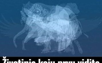 Životinja koju prvu vidite na slici otkrit će do gole kože vaš karakter: Jeste li spremni? Životinja koju prvu vidite na slici otkrit će do gole kože vaš karakter: Jeste li spremni?