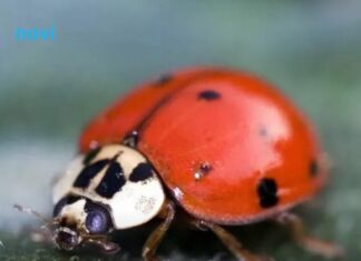 Znate li šta znači kad bubamara sleti na vas: Evo šta vas čeka Znate li šta znači kad bubamara sleti na vas: Evo šta vas čeka