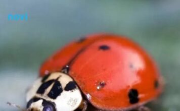 Znate li šta znači kad bubamara sleti na vas: Evo šta vas čeka Znate li šta znači kad bubamara sleti na vas: Evo šta vas čeka