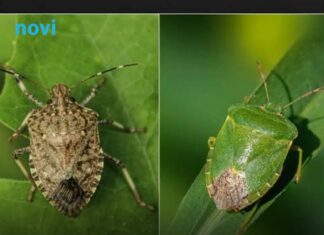 Znate li u čemu je razlika između zelenih i smeđih smrdibuba: Nije samo u boji Znate li u čemu je razlika između zelenih i smeđih smrdibuba: Nije samo u boji