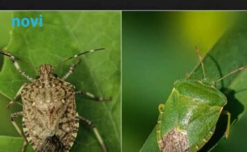 Znate li u čemu je razlika između zelenih i smeđih smrdibuba: Nije samo u boji Znate li u čemu je razlika između zelenih i smeđih smrdibuba: Nije samo u boji