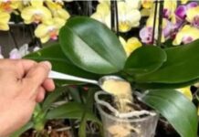 1 kašičica direktno u saksiju i 0RHIDEJA cvjeta gotovo BEZ PRESTANAKA: Nema plijesni, nema b0lesti i imam 5 puta više cvjetova! 1 kašičica direktno u saksiju i 0RHIDEJA cvjeta gotovo BEZ PRESTANAKA: Nema plijesni, nema b0lesti i imam 5 puta više cvjetova!