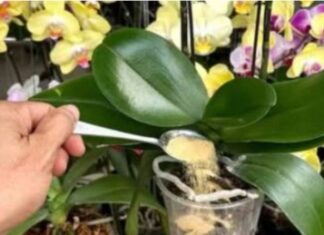 1 kašičica direktno u saksiju i 0RHIDEJA cvjeta gotovo BEZ PRESTANAKA: Nema plijesni, nema b0lesti i imam 5 puta više cvjetova! 1 kašičica direktno u saksiju i 0RHIDEJA cvjeta gotovo BEZ PRESTANAKA: Nema plijesni, nema b0lesti i imam 5 puta više cvjetova!