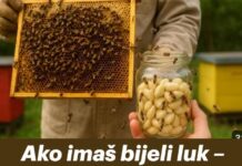 Ako imaš bijeli luk – uradi OVO i PČELE će ti biti potpuno zdrave tokom cijele sezone! Ako imaš bijeli luk – uradi OVO i PČELE će ti biti potpuno zdrave tokom cijele sezone!