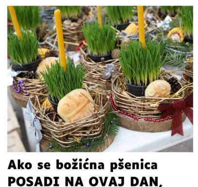 Ako se BOŽIĆNA PŠENICA POSADI NA OVAJ DAN kuća će biti blagoslovena cele godine Ako se BOŽIĆNA PŠENICA POSADI NA OVAJ DAN kuća će biti blagoslovena cele godine