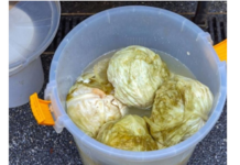 Ako se uhvati bijela skrama morate ga baciti? 3 najčešće greške zbog kojih se kiseli kupus pokvari Ako se uhvati bijela skrama morate ga baciti? 3 najčešće greške zbog kojih se kiseli kupus pokvari