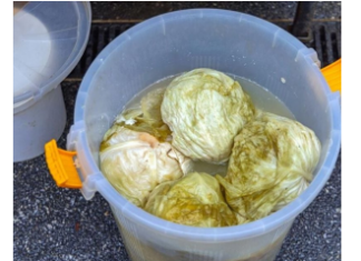 Ako se uhvati bijela skrama morate ga baciti? 3 najčešće greške zbog kojih se kiseli kupus pokvari Ako se uhvati bijela skrama morate ga baciti? 3 najčešće greške zbog kojih se kiseli kupus pokvari