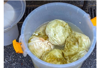 Ako se uhvati bijela skrama morate ga baciti? 3 najčešće greške zbog kojih se kiseli kupus pokvari Ako se uhvati bijela skrama morate ga baciti? 3 najčešće greške zbog kojih se kiseli kupus pokvari