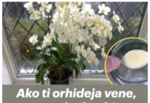 Ako ti orhideja vene, stani odmah! OVAJ prašak čini čuda – samo kašičica mjesečno! Ako ti orhideja vene, stani odmah! OVAJ prašak čini čuda – samo kašičica mjesečno!