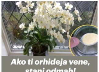 Ako ti orhideja vene, stani odmah! OVAJ prašak čini čuda – samo kašičica mjesečno! Ako ti orhideja vene, stani odmah! OVAJ prašak čini čuda – samo kašičica mjesečno!