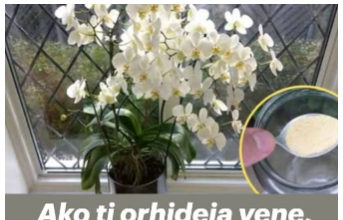 Ako ti orhideja vene, stani odmah! OVAJ prašak čini čuda – samo kašičica mjesečno! Ako ti orhideja vene, stani odmah! OVAJ prašak čini čuda – samo kašičica mjesečno!