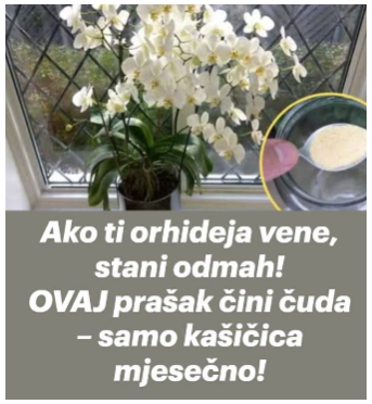 Ako ti orhideja vene, stani odmah! OVAJ prašak čini čuda – samo kašičica mjesečno! Ako ti orhideja vene, stani odmah! OVAJ prašak čini čuda – samo kašičica mjesečno!