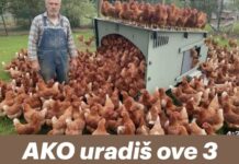 AKO uradiš ove 3 greške, kokoši će prestati nositi jaja! AKO uradiš ove 3 greške, kokoši će prestati nositi jaja!