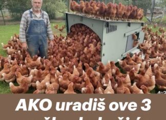 AKO uradiš ove 3 greške, kokoši će prestati nositi jaja! AKO uradiš ove 3 greške, kokoši će prestati nositi jaja!