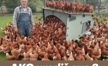 AKO uradiš ove 3 greške, kokoši će prestati nositi jaja! AKO uradiš ove 3 greške, kokoši će prestati nositi jaja!