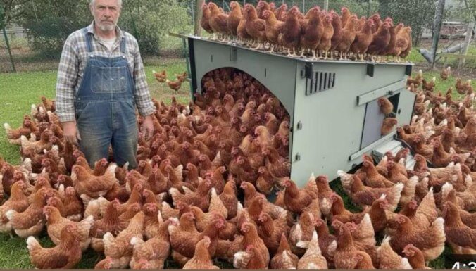 AKO uradiš ove 3 greške, kokoši će prestati nositi jaja! AKO uradiš ove 3 greške, kokoši će prestati nositi jaja!