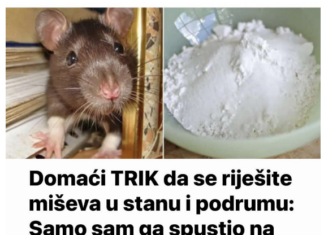 Domaći TRIK da se riješite miševa u stanu, garaži i podrumu: Samo ga stavite na zemlju i sutradan miševa više nema! Domaći TRIK da se riješite miševa u stanu, garaži i podrumu: Samo ga stavite na zemlju i sutradan miševa više nema!