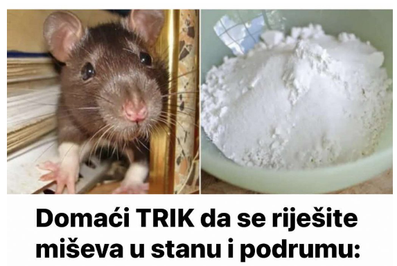 Domaći TRIK da se riješite miševa u stanu, garaži i podrumu: Samo ga stavite na zemlju i sutradan miševa više nema! Domaći TRIK da se riješite miševa u stanu, garaži i podrumu: Samo ga stavite na zemlju i sutradan miševa više nema!