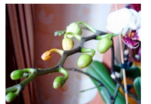 Dovoljna je žličica JEDNA: Orhideja će za nekoliko dana čudesno donijeti mnogo cvjetova! Dovoljna je žličica JEDNA: Orhideja će za nekoliko dana čudesno donijeti mnogo cvjetova!