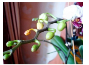 Dovoljna je žličica JEDNA: Orhideja će za nekoliko dana čudesno donijeti mnogo cvjetova! Dovoljna je žličica JEDNA: Orhideja će za nekoliko dana čudesno donijeti mnogo cvjetova!