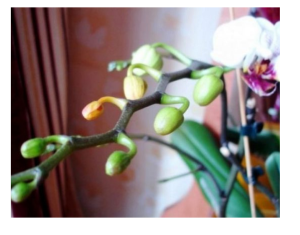 Dovoljna je žličica JEDNA: Orhideja će za nekoliko dana čudesno donijeti mnogo cvjetova! Dovoljna je žličica JEDNA: Orhideja će za nekoliko dana čudesno donijeti mnogo cvjetova!