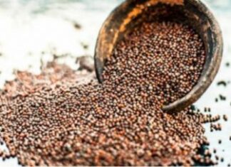 Drevni čuvar zdravlja: Ovo moćno seme sprečava rak, čisti krvotok, štiti srce i pluća i jača imunitet do maksimuma! Drevni čuvar zdravlja: Ovo moćno seme sprečava rak, čisti krvotok, štiti srce i pluća i jača imunitet do maksimuma!