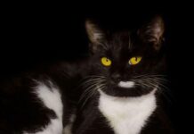 EVO ZAŠTO VAM MAČKA DONOSI PLIJEN PRED VRATA: ČESTO ga baci vlasniku pred NOGE – TO ima SAMO TRI značenja EVO ZAŠTO VAM MAČKA DONOSI PLIJEN PRED VRATA: ČESTO ga baci vlasniku pred NOGE – TO ima SAMO TRI značenja