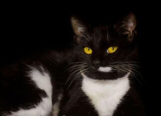 EVO ZAŠTO VAM MAČKA DONOSI PLIJEN PRED VRATA: ČESTO ga baci vlasniku pred NOGE – TO ima SAMO TRI značenja EVO ZAŠTO VAM MAČKA DONOSI PLIJEN PRED VRATA: ČESTO ga baci vlasniku pred NOGE – TO ima SAMO TRI značenja