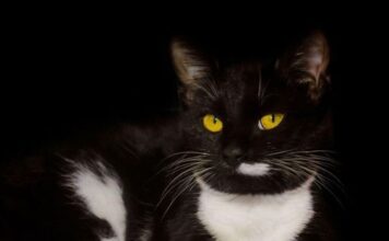 EVO ZAŠTO VAM MAČKA DONOSI PLIJEN PRED VRATA: ČESTO ga baci vlasniku pred NOGE – TO ima SAMO TRI značenja EVO ZAŠTO VAM MAČKA DONOSI PLIJEN PRED VRATA: ČESTO ga baci vlasniku pred NOGE – TO ima SAMO TRI značenja