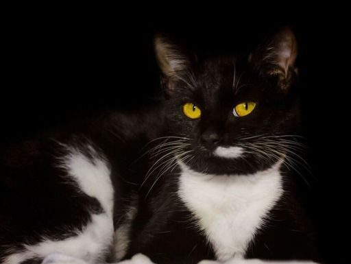 EVO ZAŠTO VAM MAČKA DONOSI PLIJEN PRED VRATA: ČESTO ga baci vlasniku pred NOGE – TO ima SAMO TRI značenja EVO ZAŠTO VAM MAČKA DONOSI PLIJEN PRED VRATA: ČESTO ga baci vlasniku pred NOGE – TO ima SAMO TRI značenja