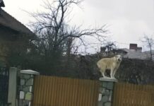 Fotka psa koji stoji na stupu hit je na FB-u, kad vidite cijelu fotku nećete se moći prestati smijat Fotka psa koji stoji na stupu hit je na FB-u, kad vidite cijelu fotku nećete se moći prestati smijat