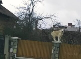 Fotka psa koji stoji na stupu hit je na FB-u, kad vidite cijelu fotku nećete se moći prestati smijat Fotka psa koji stoji na stupu hit je na FB-u, kad vidite cijelu fotku nećete se moći prestati smijat