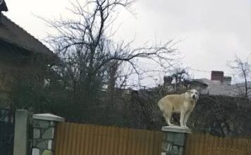 Fotka psa koji stoji na stupu hit je na FB-u, kad vidite cijelu fotku nećete se moći prestati smijat Fotka psa koji stoji na stupu hit je na FB-u, kad vidite cijelu fotku nećete se moći prestati smijat
