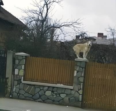 Fotka psa koji stoji na stupu hit je na FB-u, kad vidite cijelu fotku nećete se moći prestati smijat Fotka psa koji stoji na stupu hit je na FB-u, kad vidite cijelu fotku nećete se moći prestati smijat