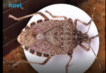 Hit rješenje za invaziju smrdibuba: Protiv ovog prirodnog spreja nemaju nikakve šanse Hit rješenje za invaziju smrdibuba: Protiv ovog prirodnog spreja nemaju nikakve šanse