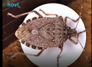 Hit rješenje za invaziju smrdibuba: Protiv ovog prirodnog spreja nemaju nikakve šanse Hit rješenje za invaziju smrdibuba: Protiv ovog prirodnog spreja nemaju nikakve šanse