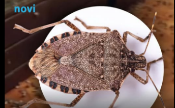 Hit rješenje za invaziju smrdibuba: Protiv ovog prirodnog spreja nemaju nikakve šanse Hit rješenje za invaziju smrdibuba: Protiv ovog prirodnog spreja nemaju nikakve šanse