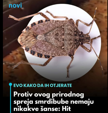 Hit rješenje za invaziju smrdibuba: Protiv ovog prirodnog spreja nemaju nikakve šanse Hit rješenje za invaziju smrdibuba: Protiv ovog prirodnog spreja nemaju nikakve šanse