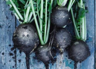 IZ KORIJENA OBNAVLJA ŠTITNU ŽLIJEZDU, ŽUČ I JETRU: Ima posebna ljekovita svojstava… IZ KORIJENA OBNAVLJA ŠTITNU ŽLIJEZDU, ŽUČ I JETRU: Ima posebna ljekovita svojstava…