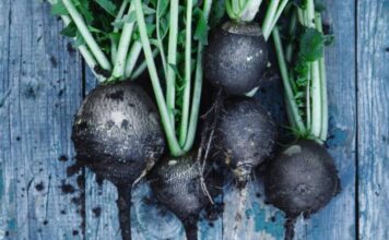 IZ KORIJENA OBNAVLJA ŠTITNU ŽLIJEZDU, ŽUČ I JETRU: Ima posebna ljekovita svojstava… IZ KORIJENA OBNAVLJA ŠTITNU ŽLIJEZDU, ŽUČ I JETRU: Ima posebna ljekovita svojstava…