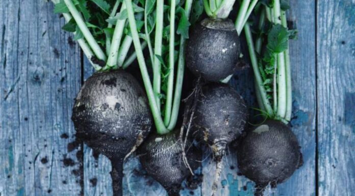 IZ KORIJENA OBNAVLJA ŠTITNU ŽLIJEZDU, ŽUČ I JETRU: Ima posebna ljekovita svojstava… IZ KORIJENA OBNAVLJA ŠTITNU ŽLIJEZDU, ŽUČ I JETRU: Ima posebna ljekovita svojstava…