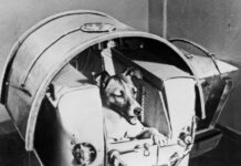 Kad su čuli koliko dugo je Lajka bila u svemiru, nastao je bes: Tajna je čuvana decenijama, ali niko nije očekivao ovakvu istinu Kad su čuli koliko dugo je Lajka bila u svemiru, nastao je bes: Tajna je čuvana decenijama, ali niko nije očekivao ovakvu istinu