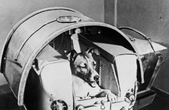 Kad su čuli koliko dugo je Lajka bila u svemiru, nastao je bes: Tajna je čuvana decenijama, ali niko nije očekivao ovakvu istinu Kad su čuli koliko dugo je Lajka bila u svemiru, nastao je bes: Tajna je čuvana decenijama, ali niko nije očekivao ovakvu istinu