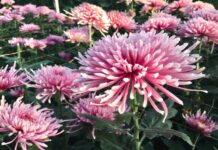 Kako da jesenja ruža uvek bude loptasta: Sve o krupnocvetnoj hrizantemi koja ispraća leto, dočekuje proleće Kako da jesenja ruža uvek bude loptasta: Sve o krupnocvetnoj hrizantemi koja ispraća leto, dočekuje proleće